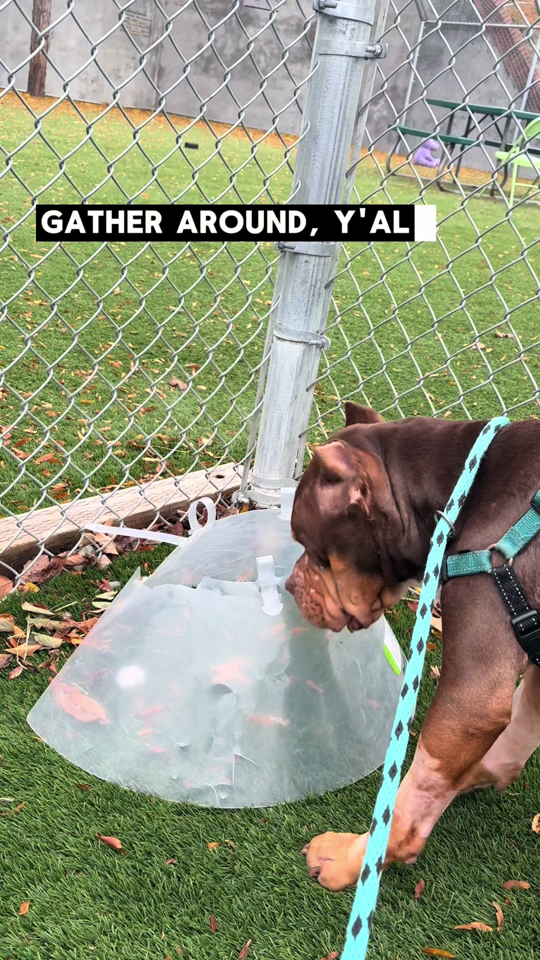 @Seattle Animal Shelter