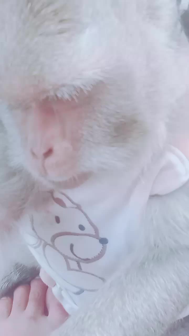 @SAHABAT SI MOMO