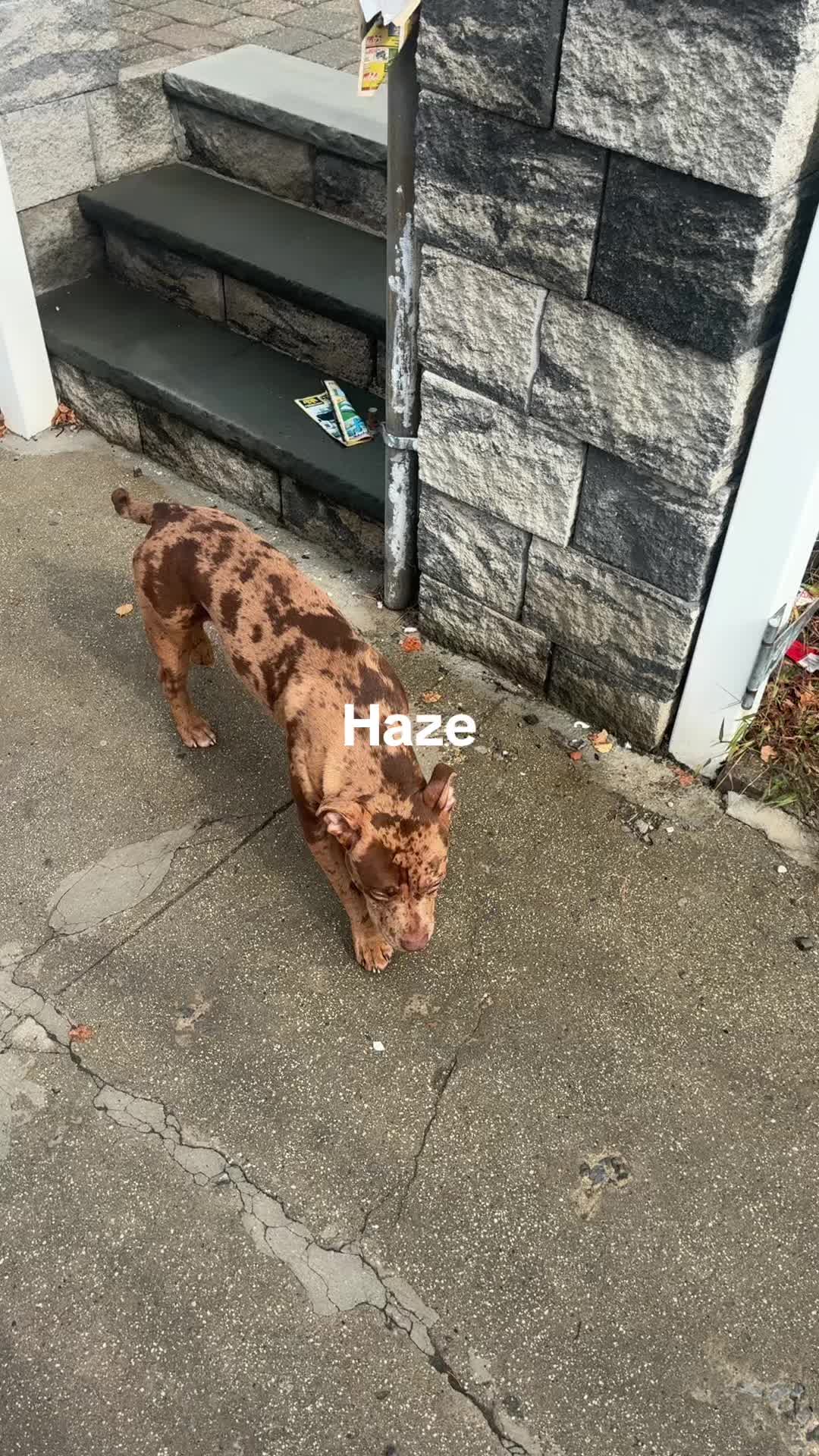 @Hammatheboss