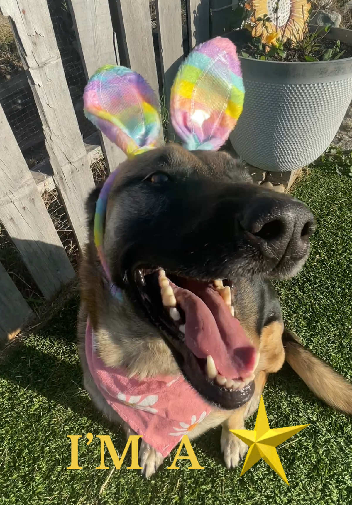 @FurEver Loving Care 🐾(Andrea)