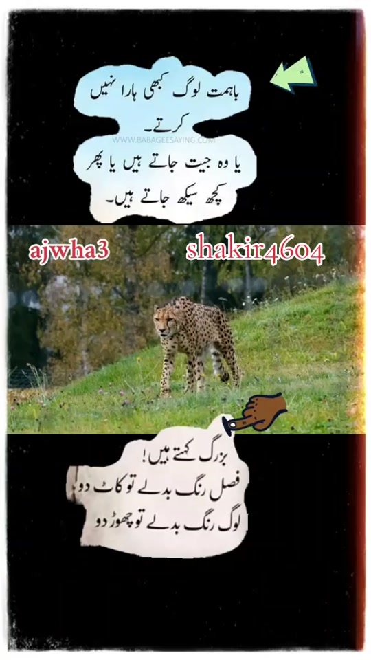 @shakir