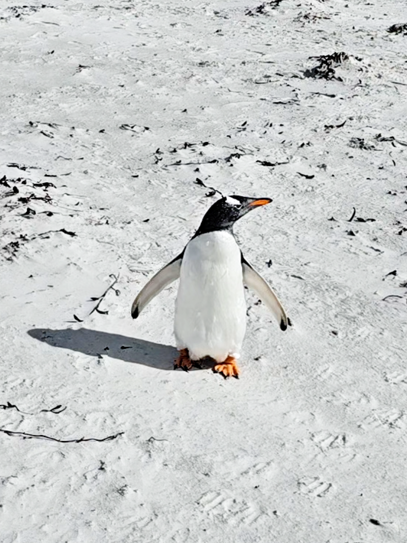 @🇫🇰Roxy in the Falklands🇫🇰