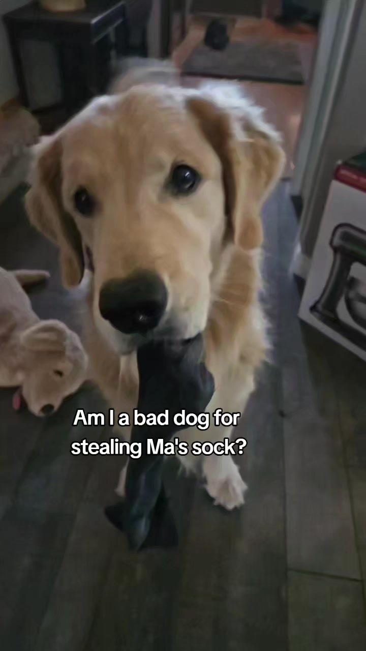 @🐶Griffin