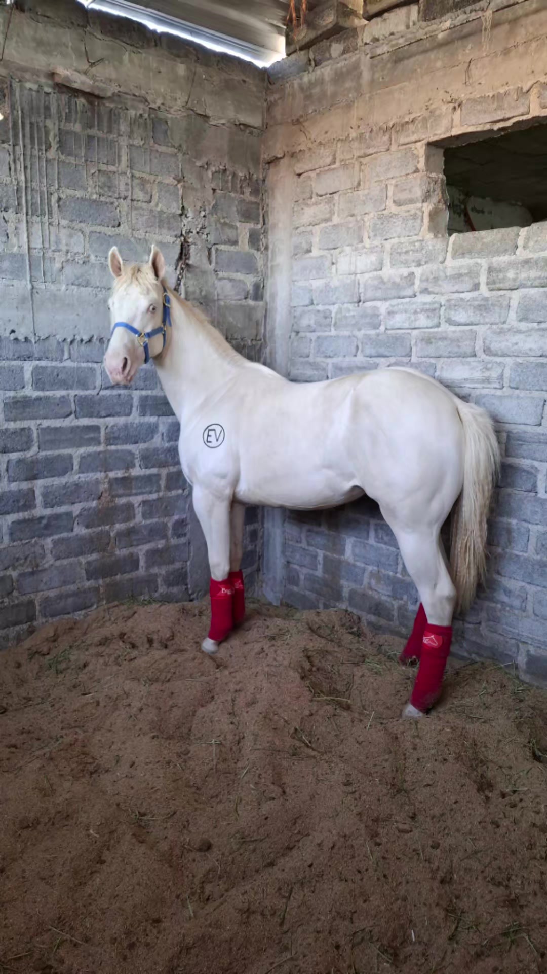 @EvHorses Zacatecas