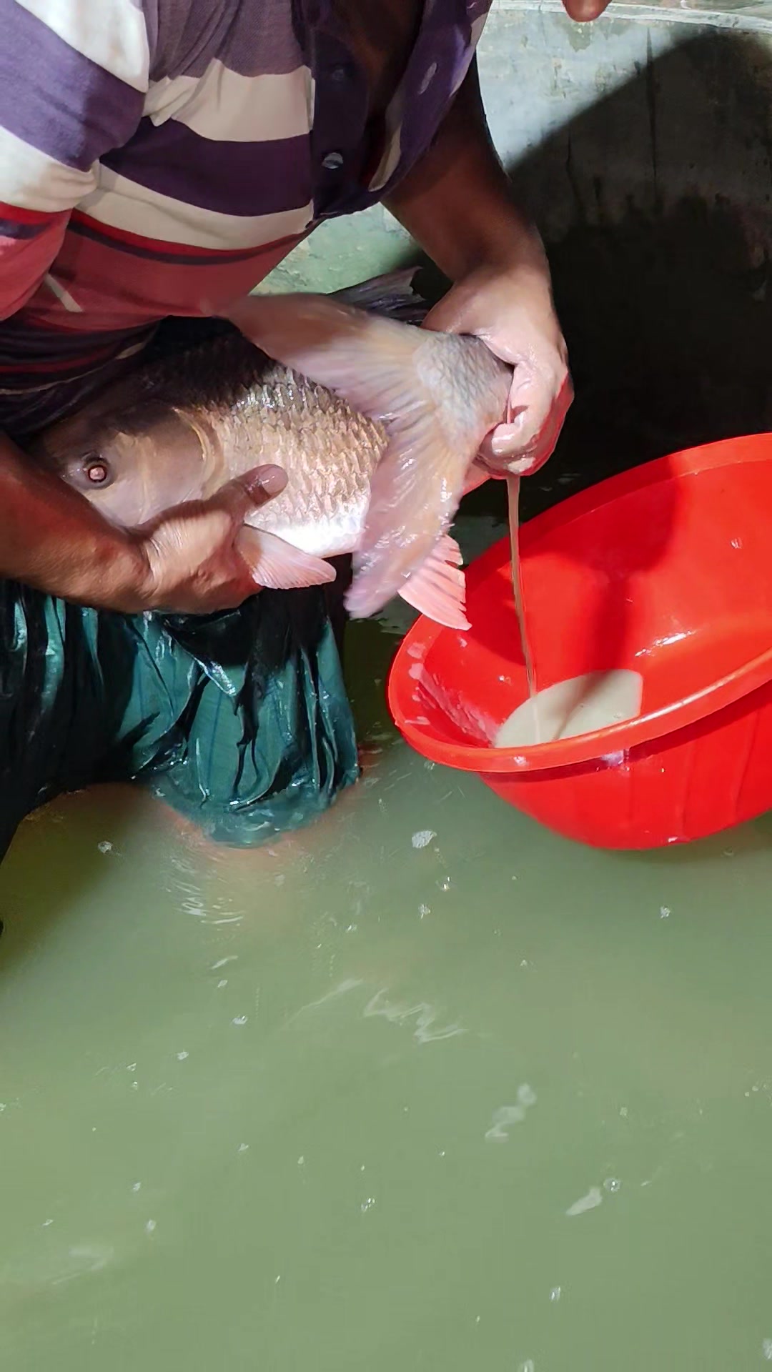 @Fish Lovers Bangladesh