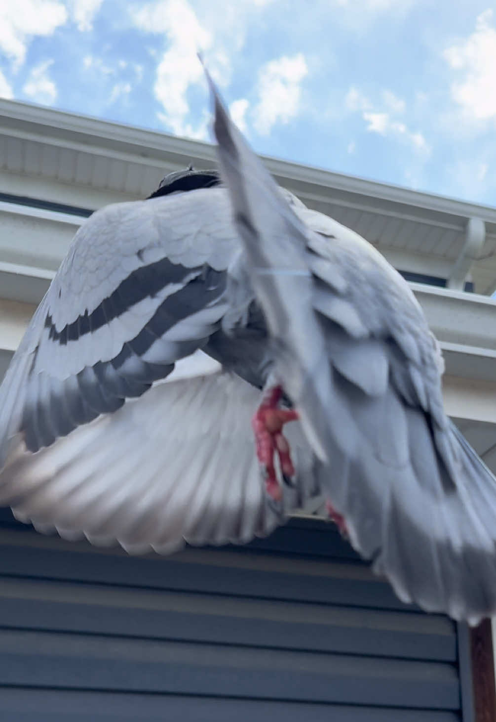 @Beebee The Pigeon
