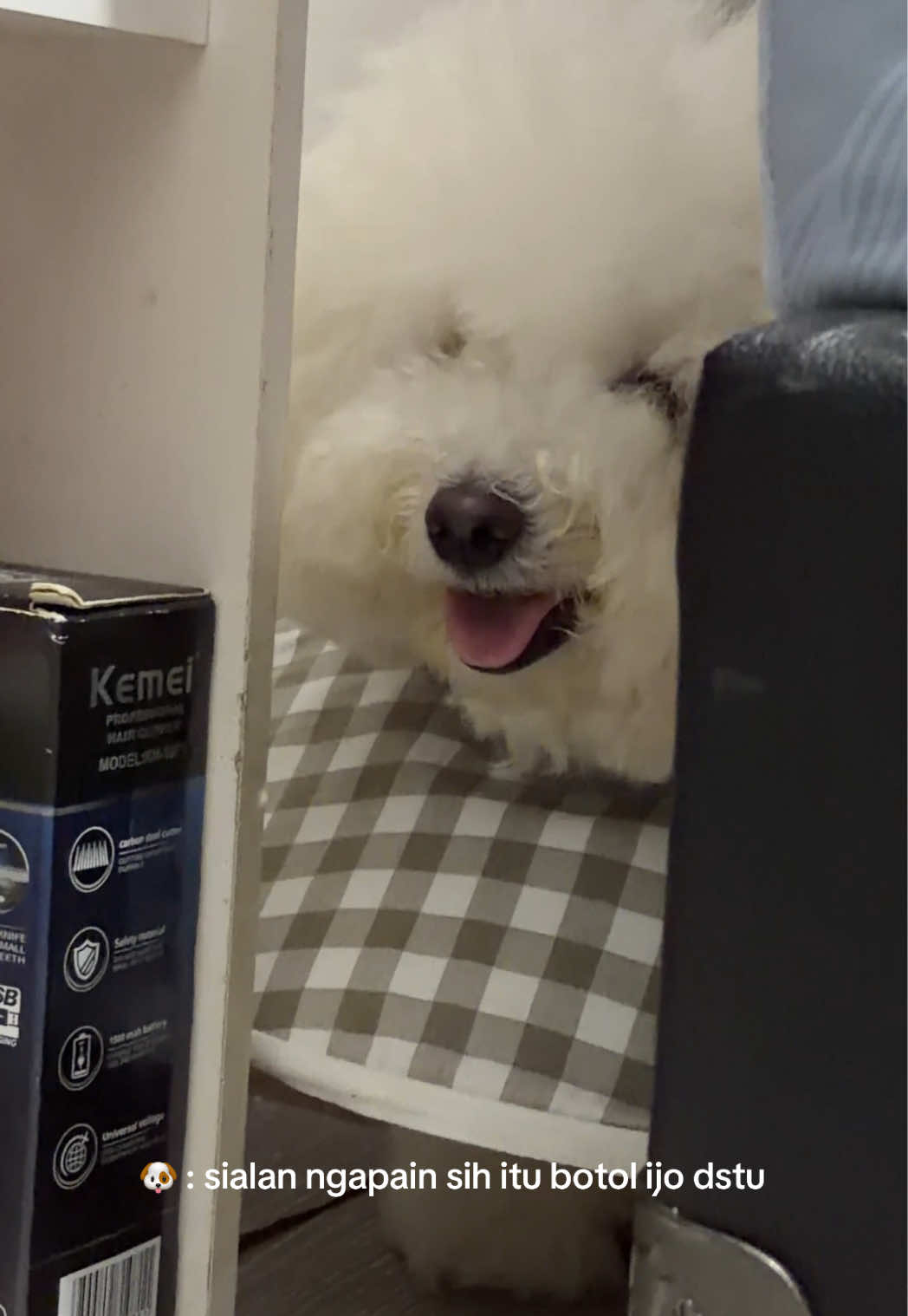 @Donut The Bichon