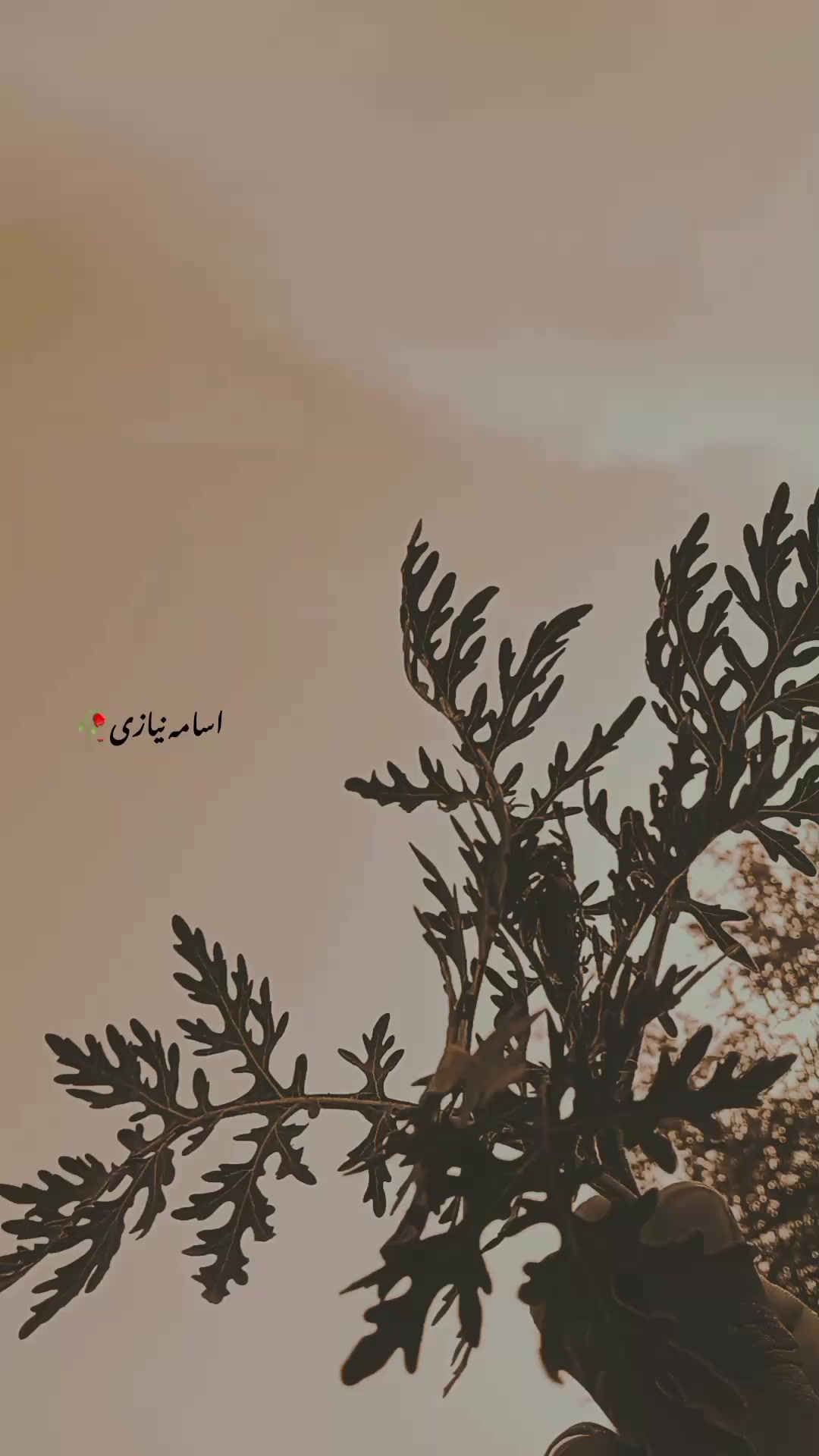 @اُسامہ 🍂