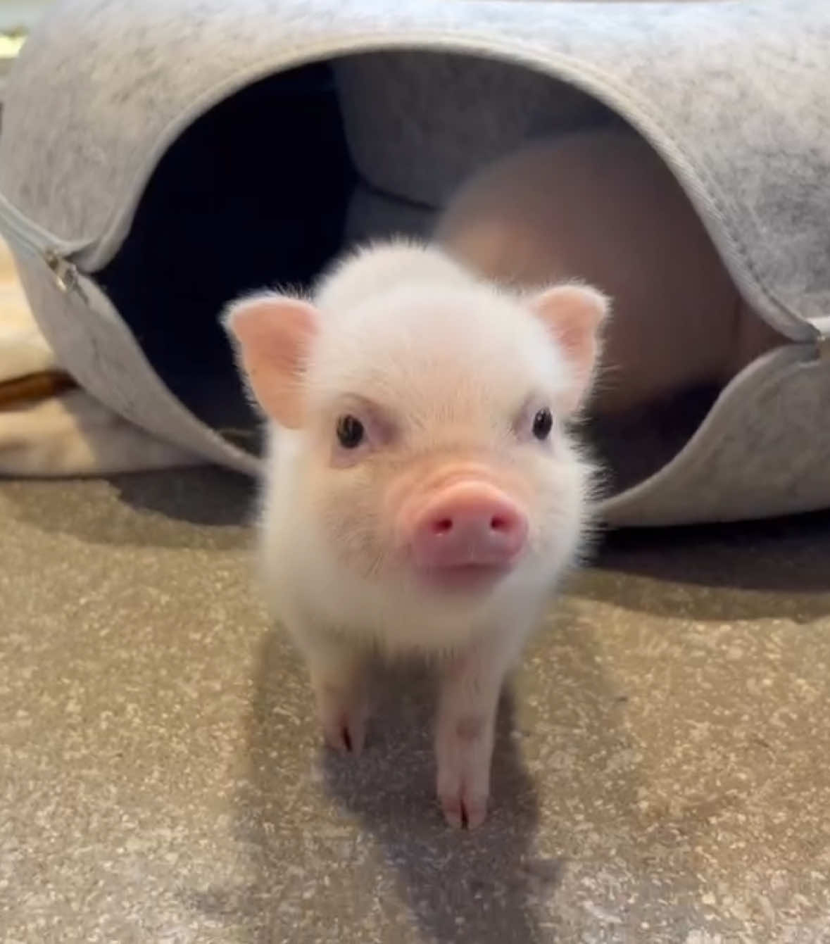 @pignic
