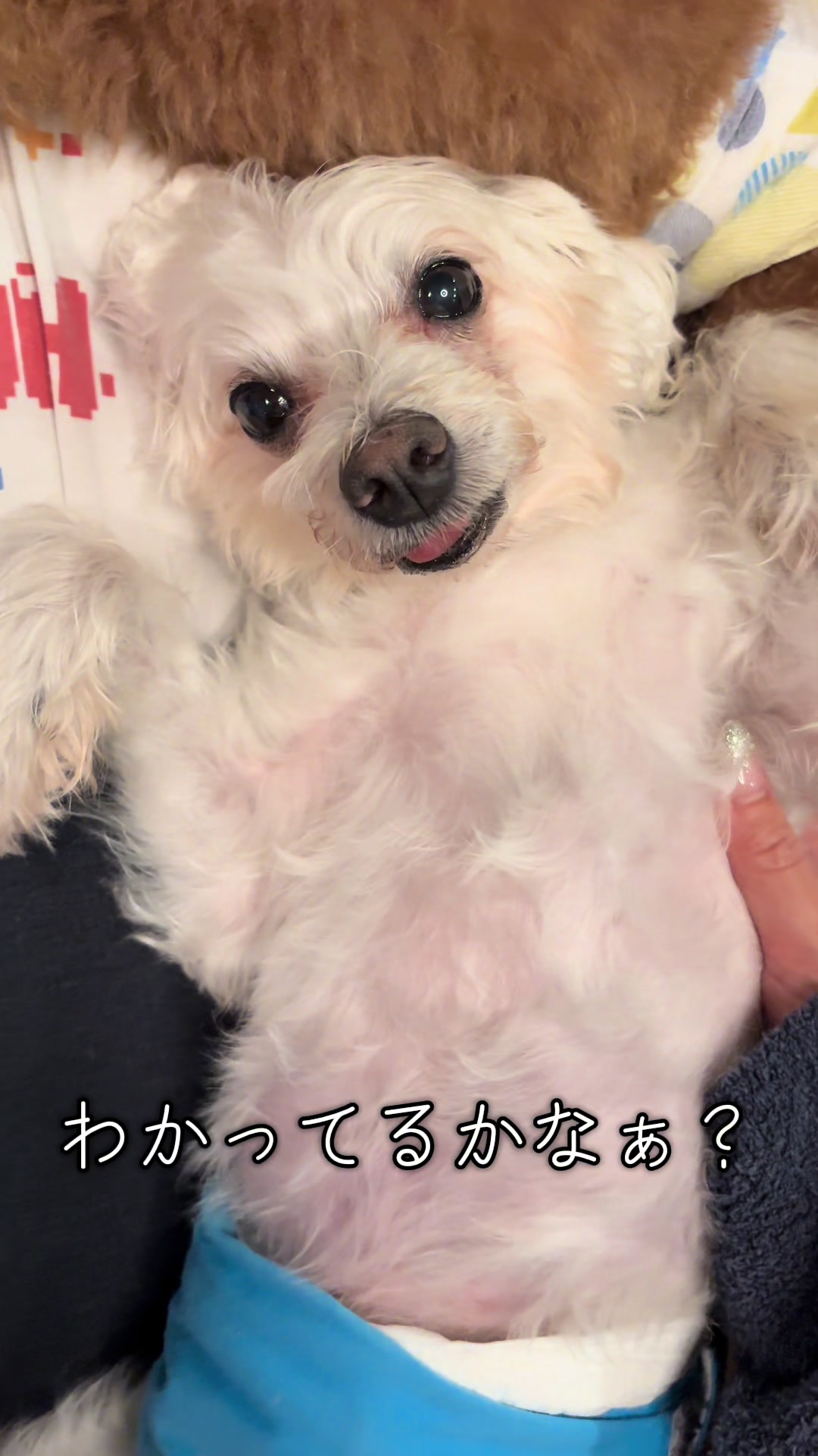 @りなっきー🐶🫶