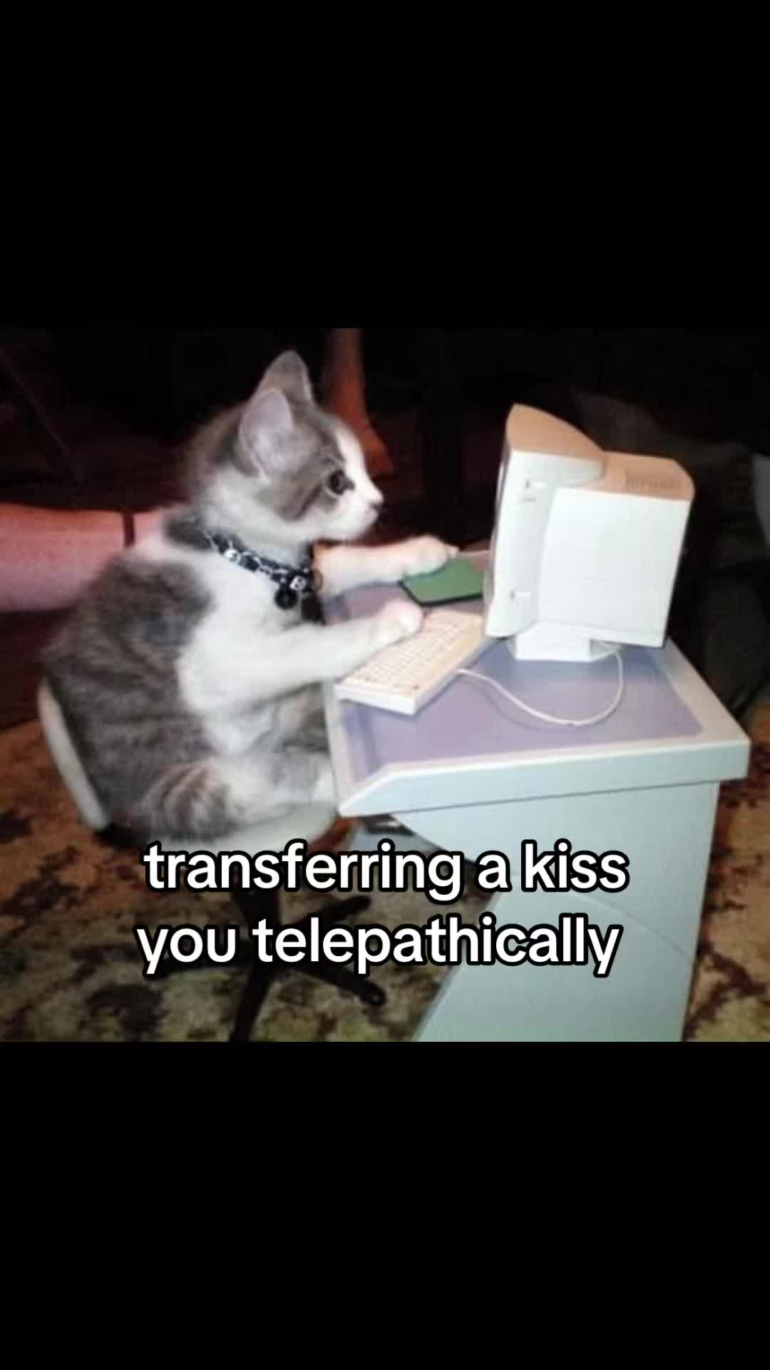 @meowconcept