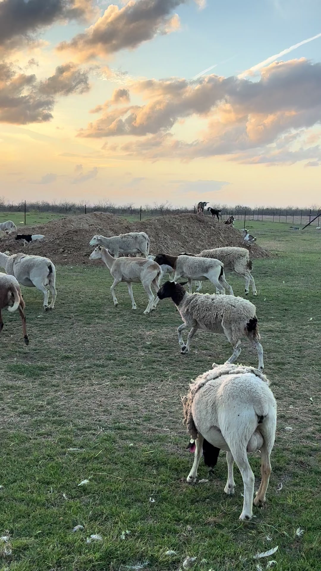 @Brewer Farms TX