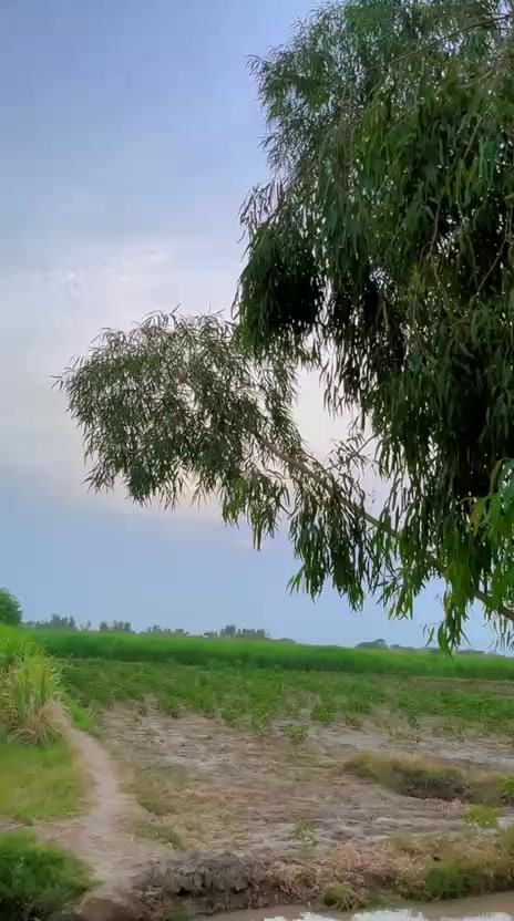 @Nazkat lashari780