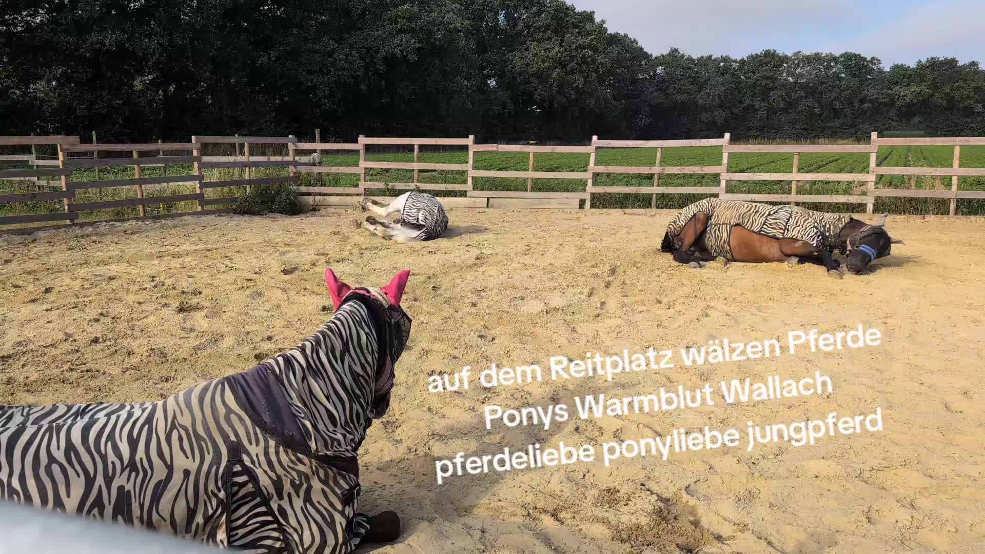 @Steffis_horse_world