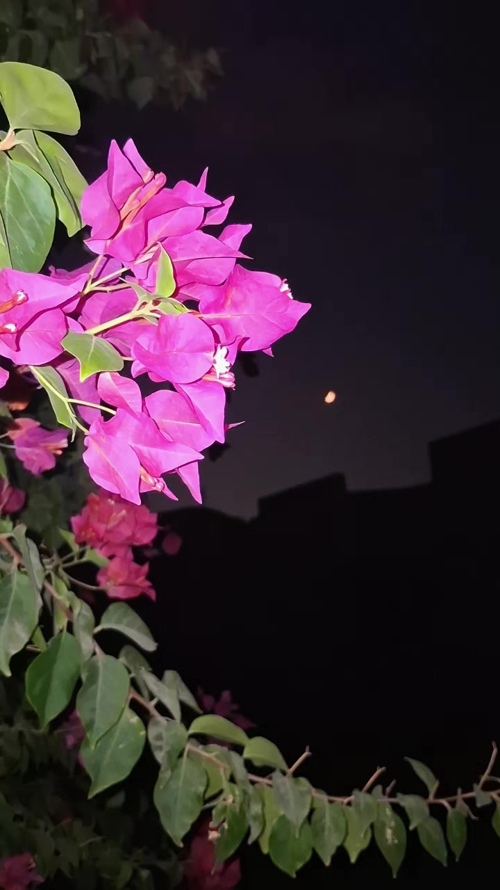 @♤میر♤