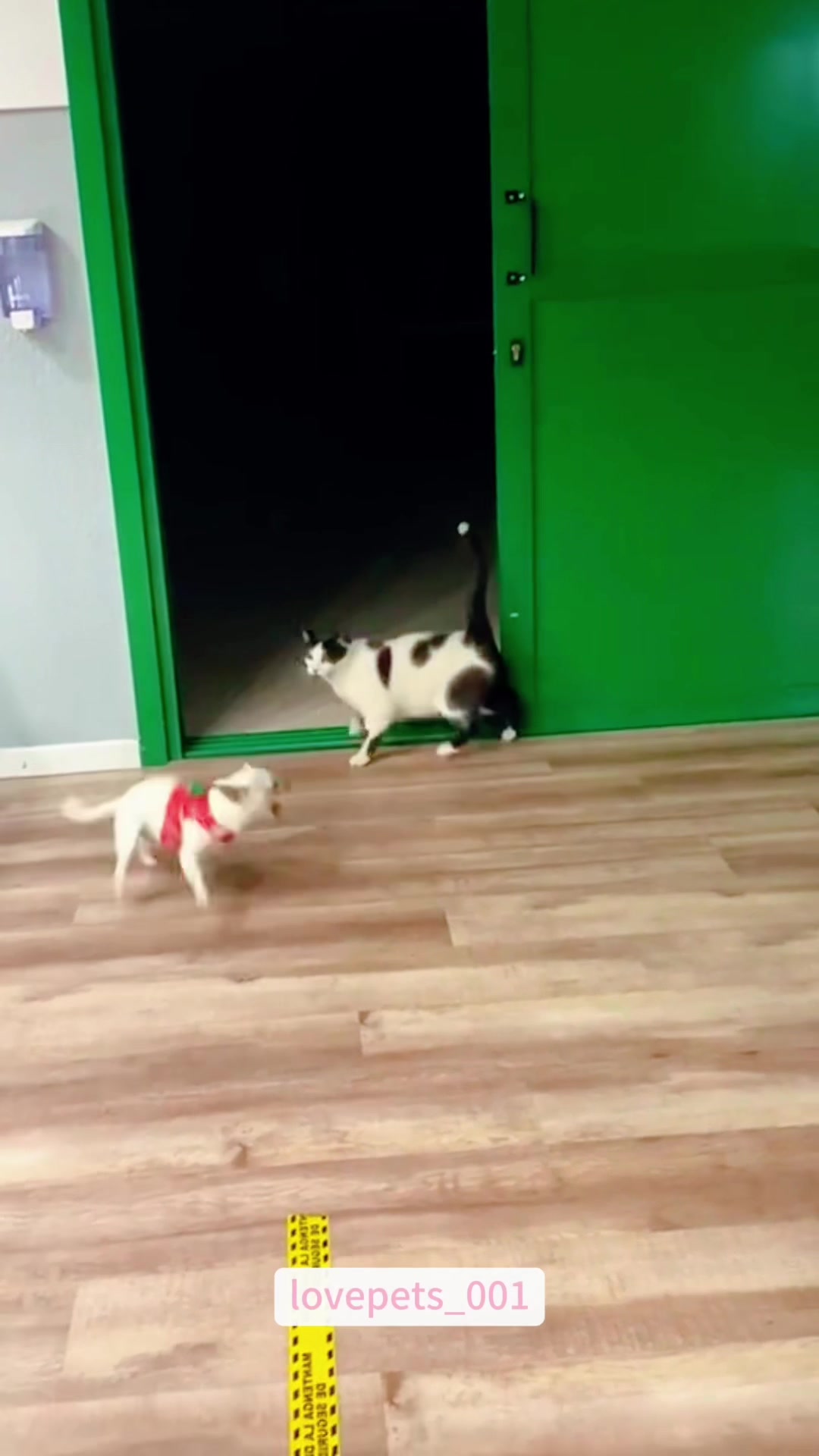@lovepets_001