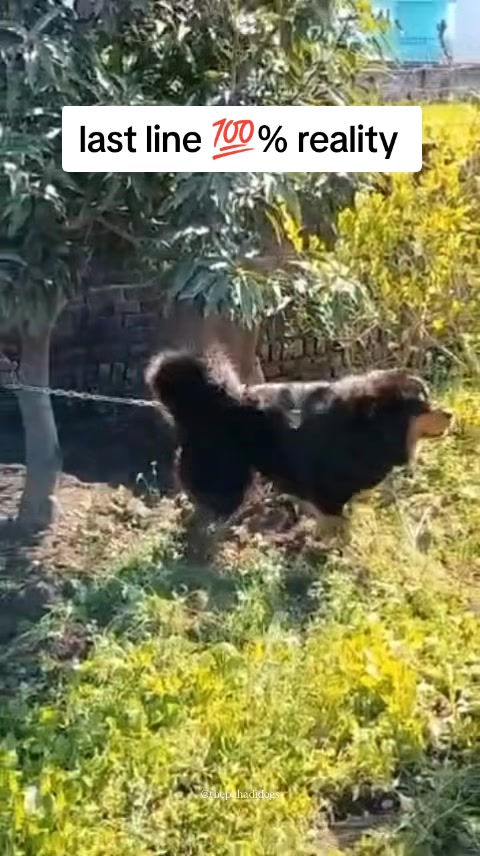 @Kashmiri_Bakrwal_Dog