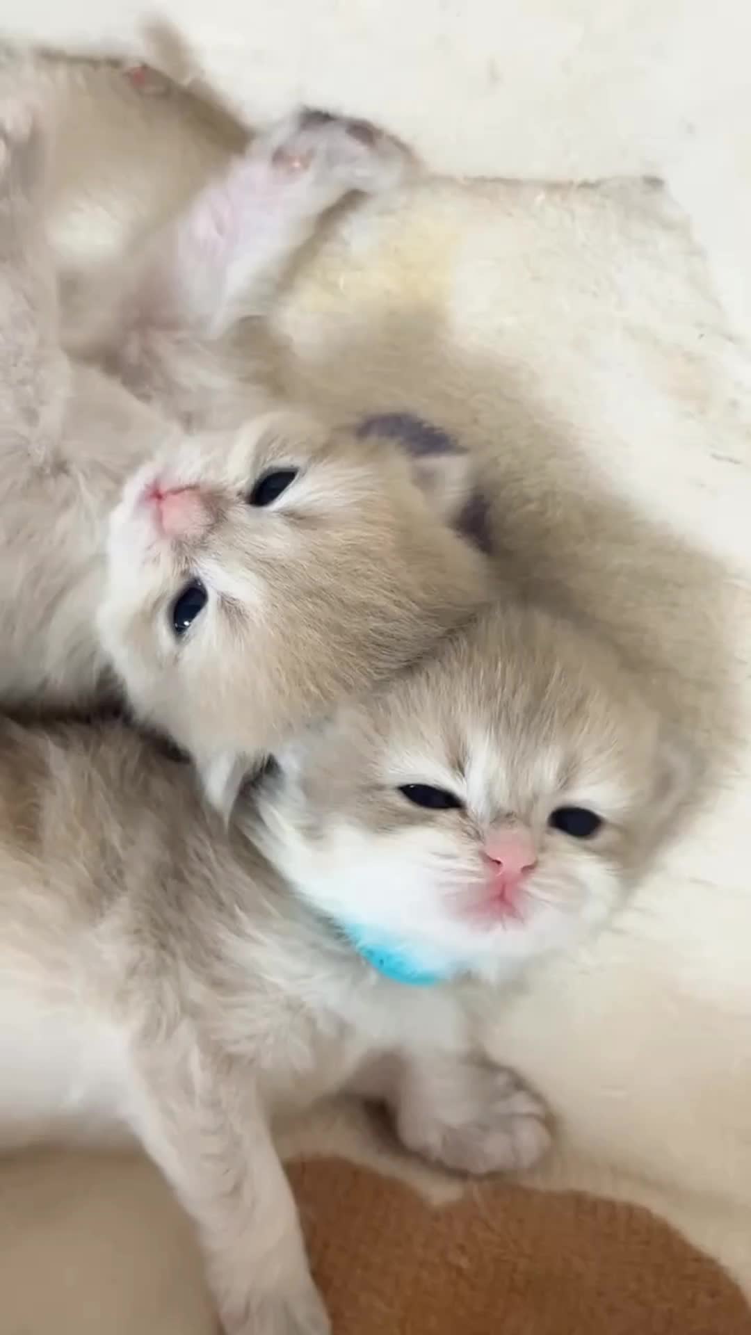 @cheerypaws