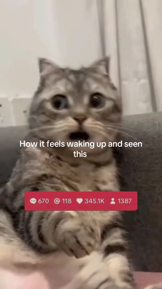 @Meow kitty