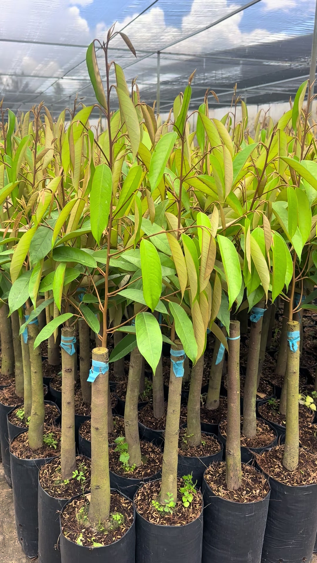 @H&ugrave;ng Chương STCG Welofarm