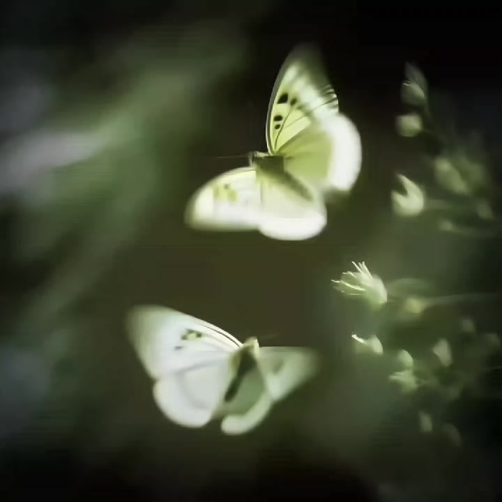 @—𐙚রুহি/تانيشة!!🌙🦢