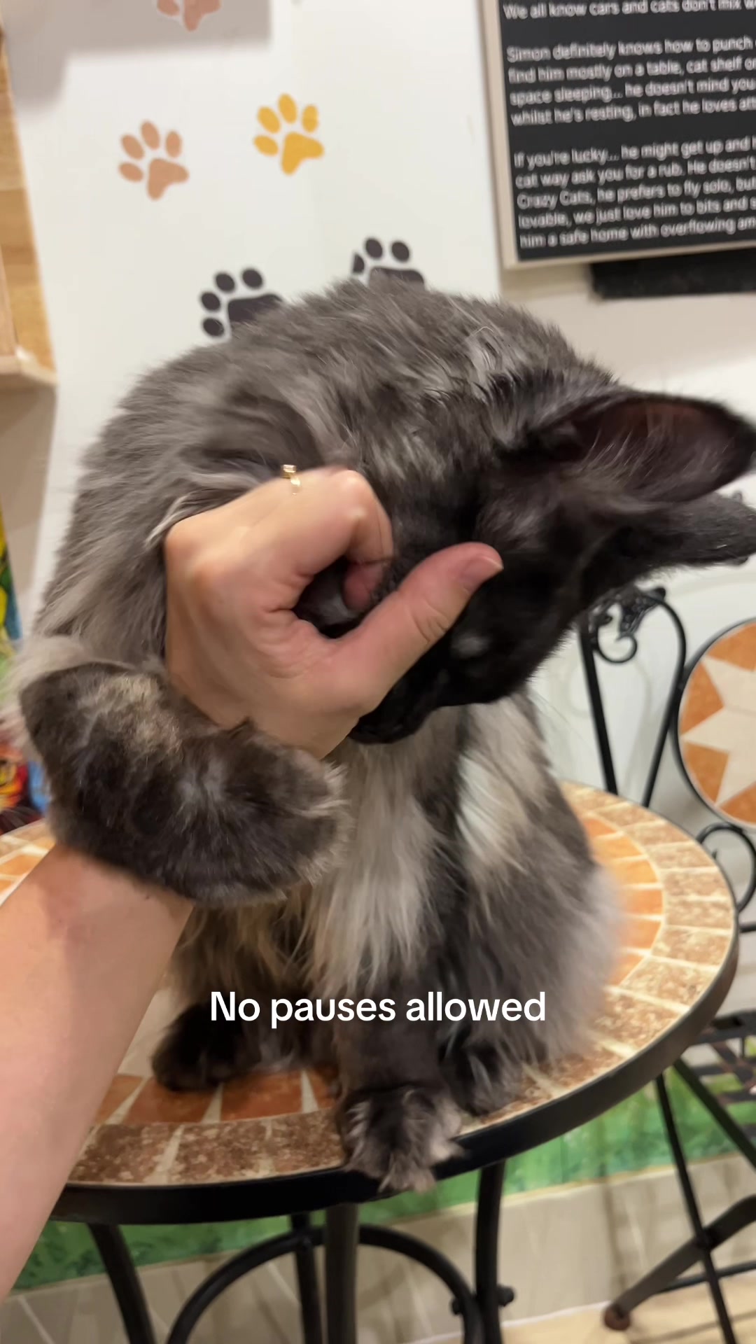 @crazycatcafe