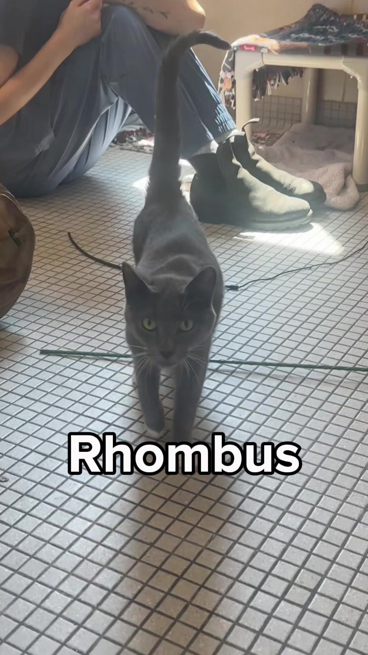 @Seattle Humane