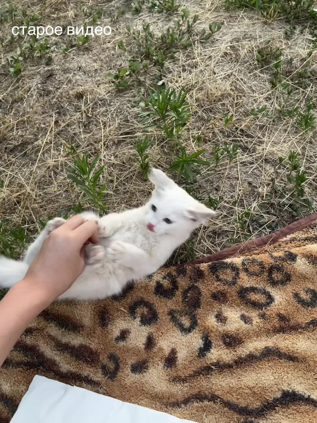 @рафа