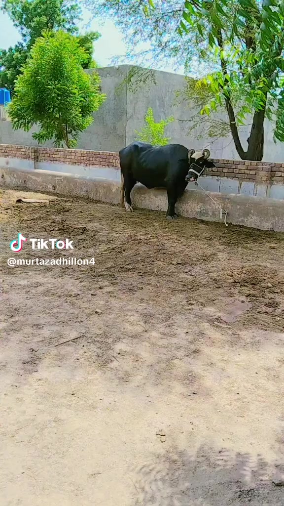 @Mohammad Imran