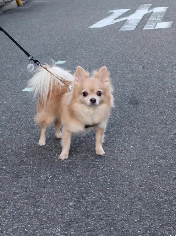 @ふとし