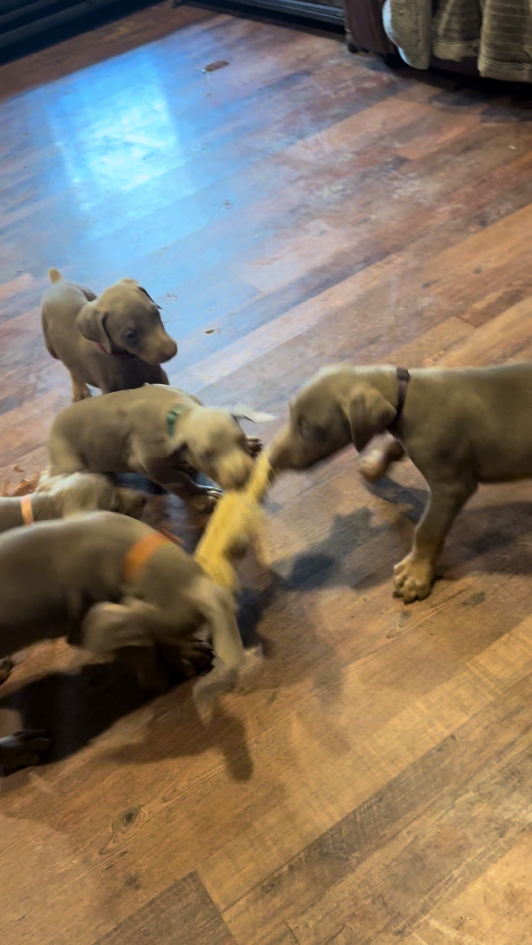 @Turnbull Dobermans