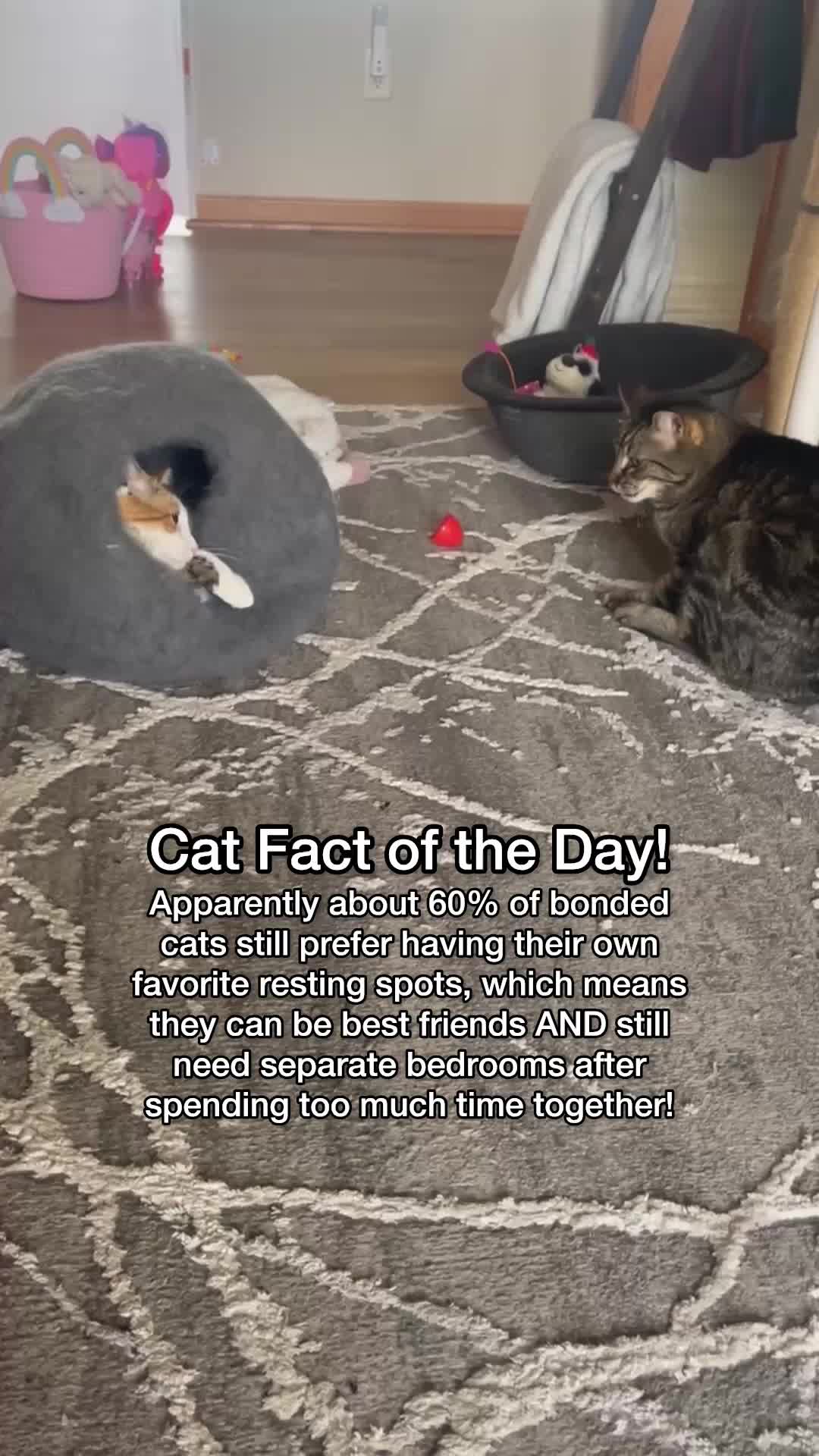 @Chip The Manx