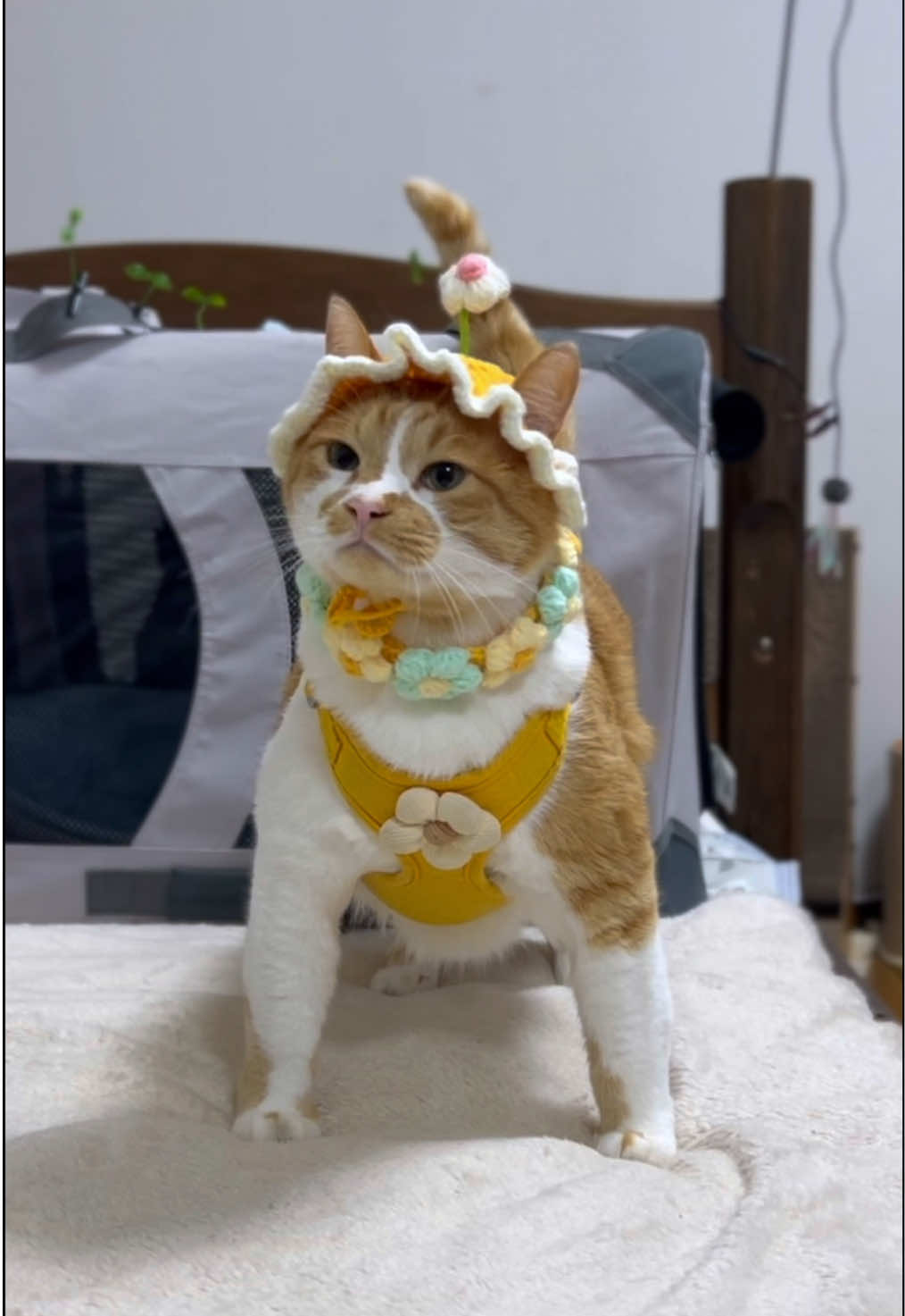 @お散歩大好きもんぶらん🐈