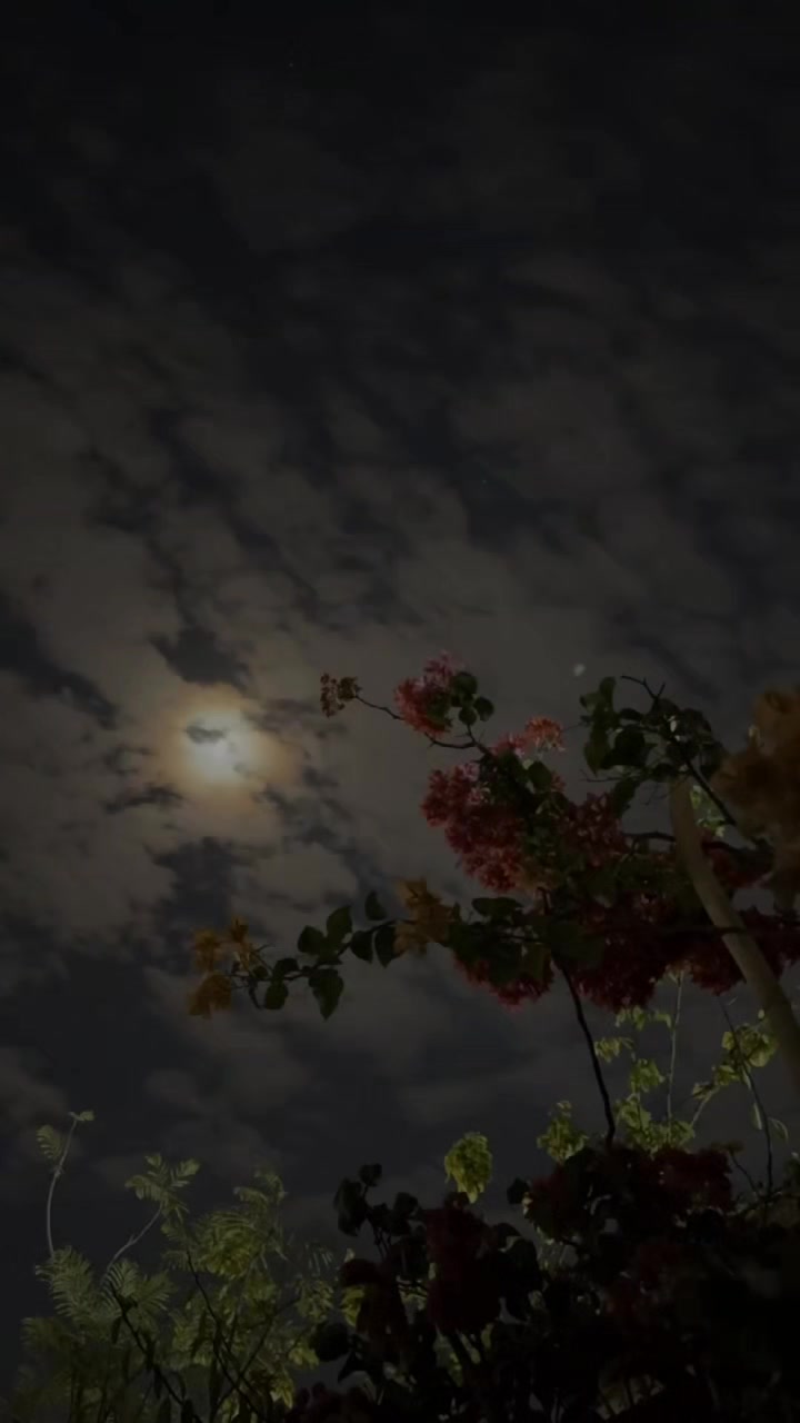 @𐙚˚࿔ 𝐒𝐔𝐍𝐅𝐋𝐎𝐖𝐄𝐑
