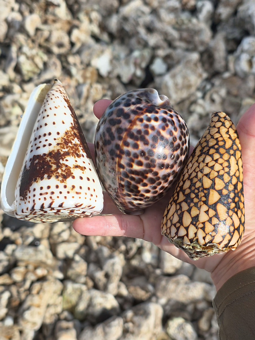 @Noe 🐚 Shells