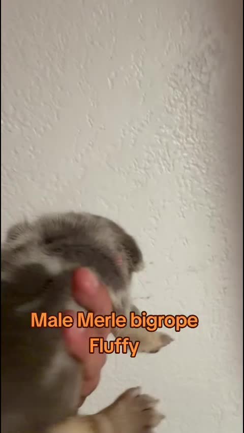 @Tommy_Yari_Frenchie