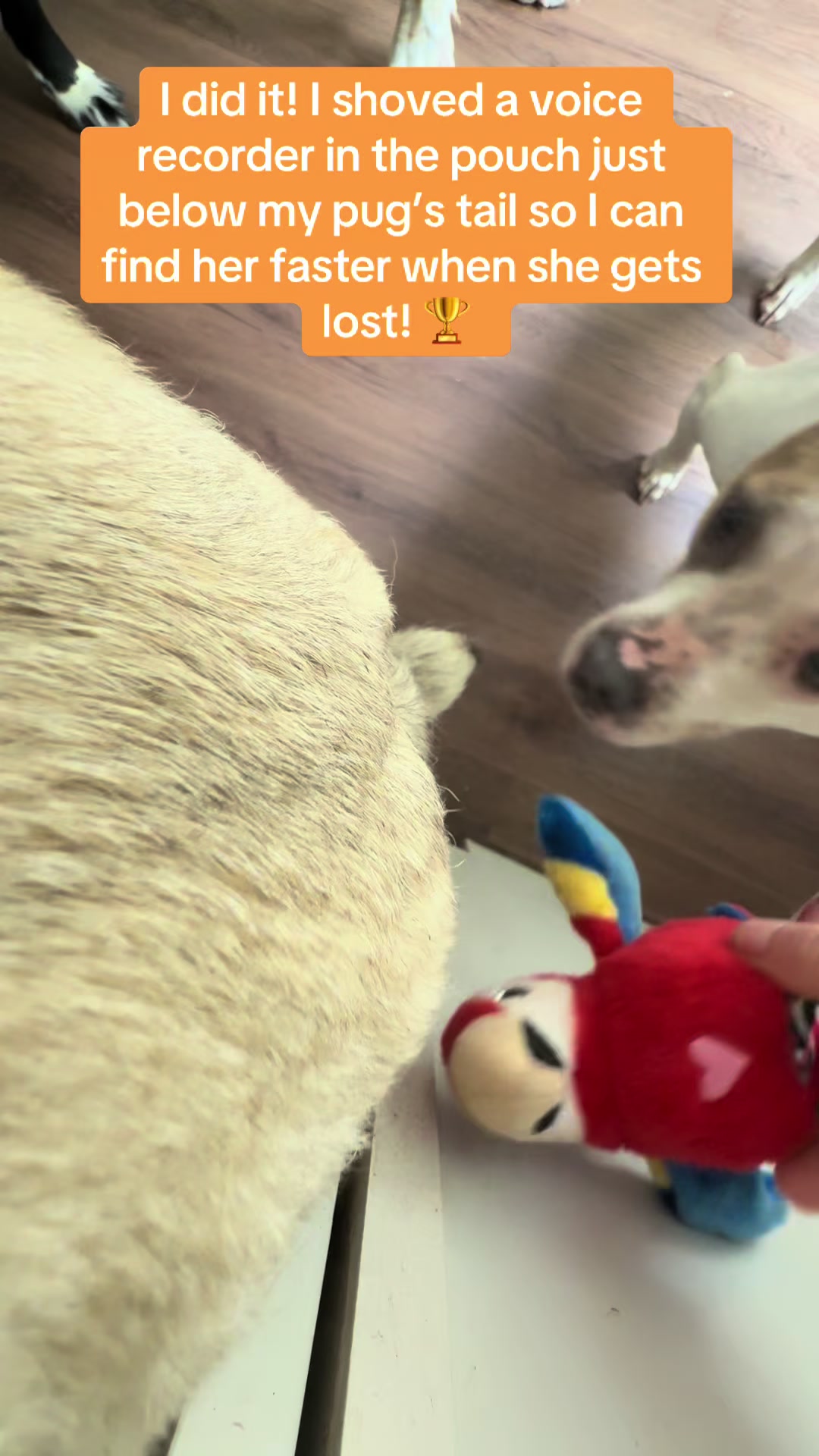 @PEARL - Quadruple-Amputee Pug