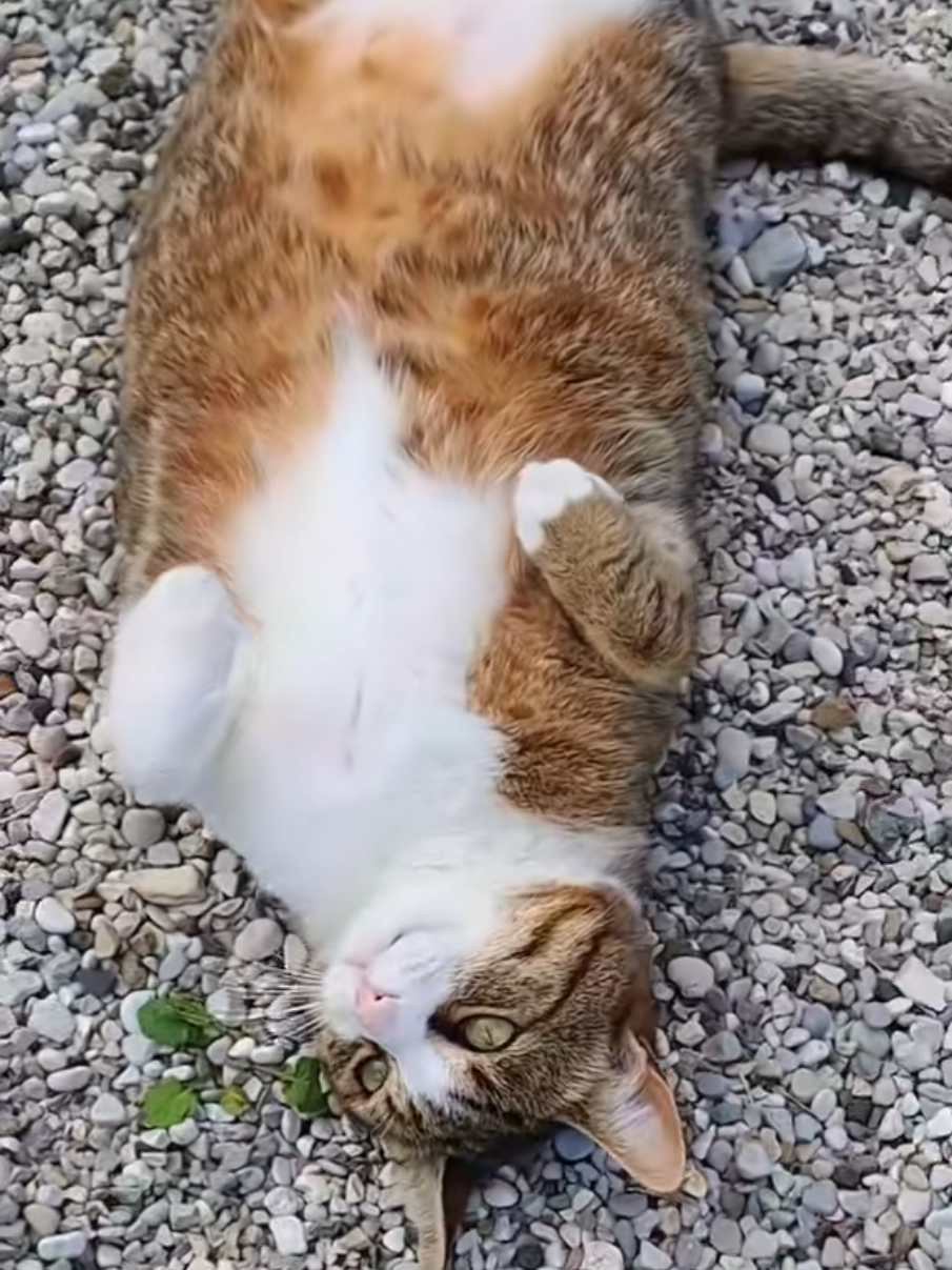 @Isobel ❤️ Pandora & SkifoGatti