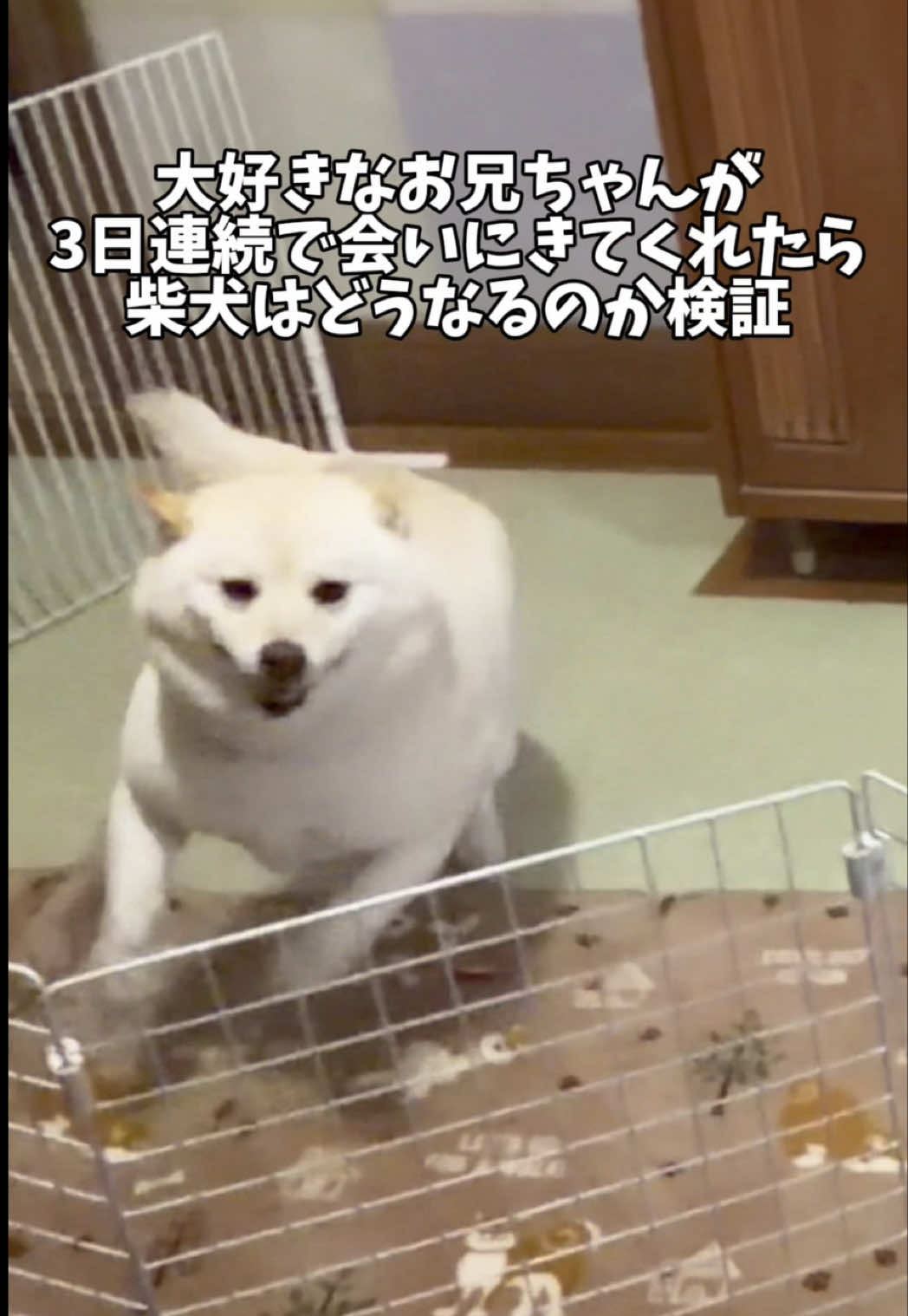 @白柴犬はる🌸