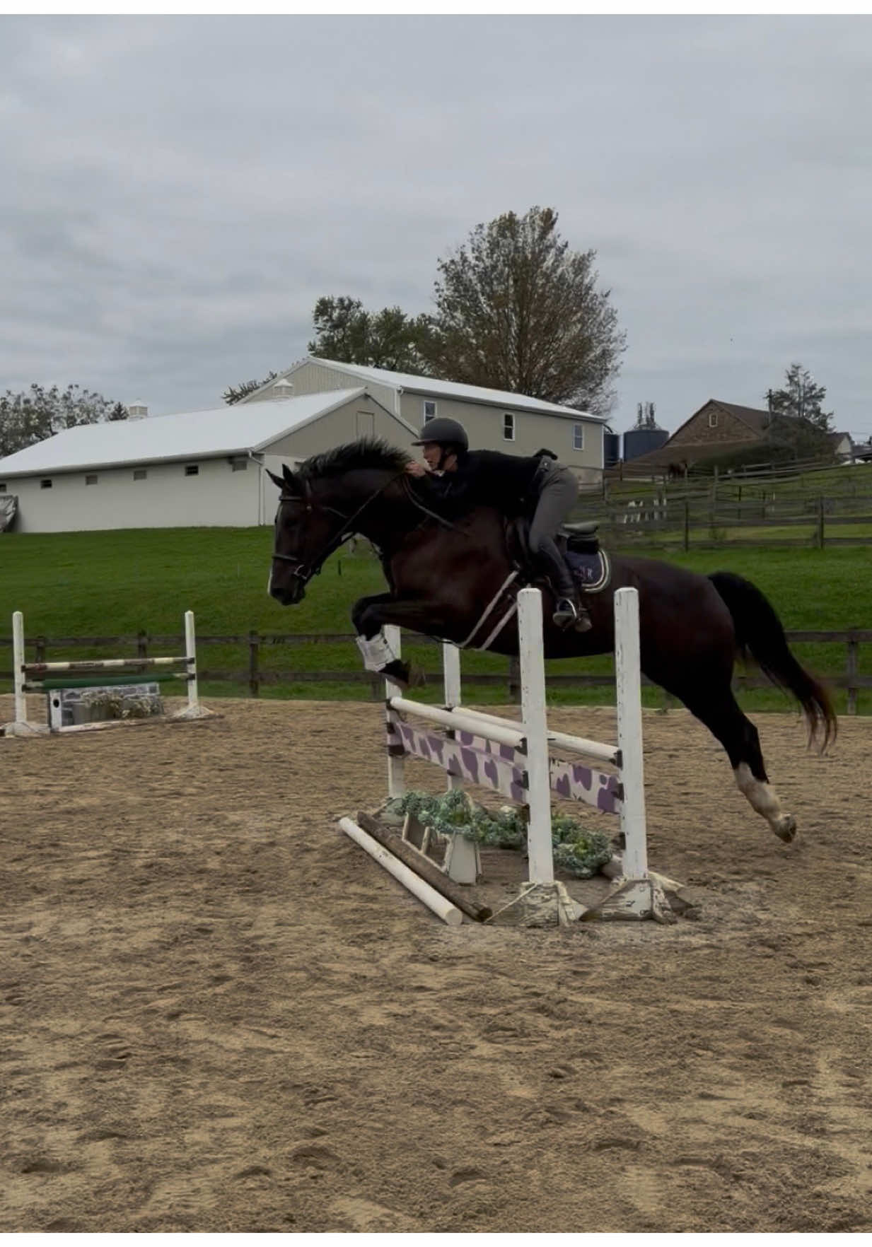 @Maria💜| Equestrian🦄