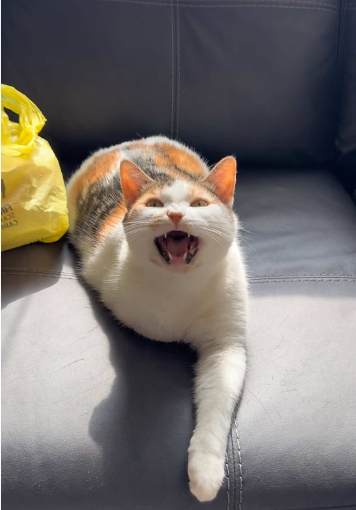 @Tali & Cats