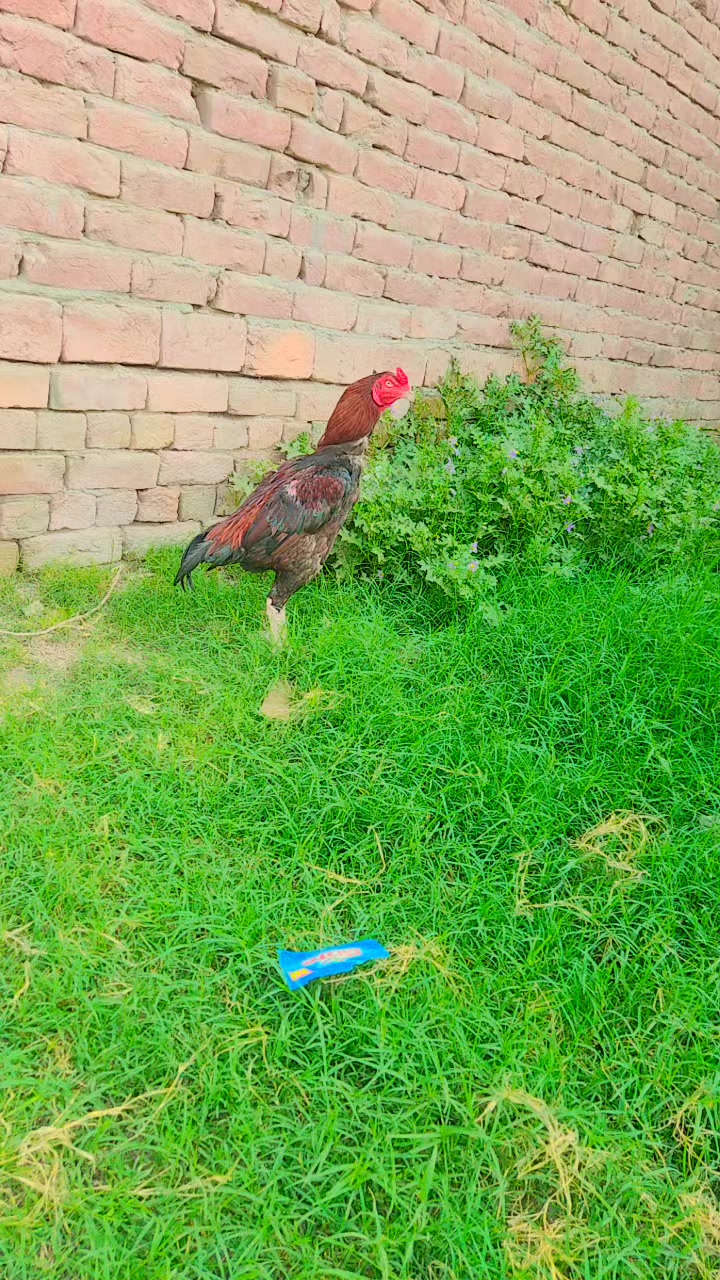 @Kashif Khan1180