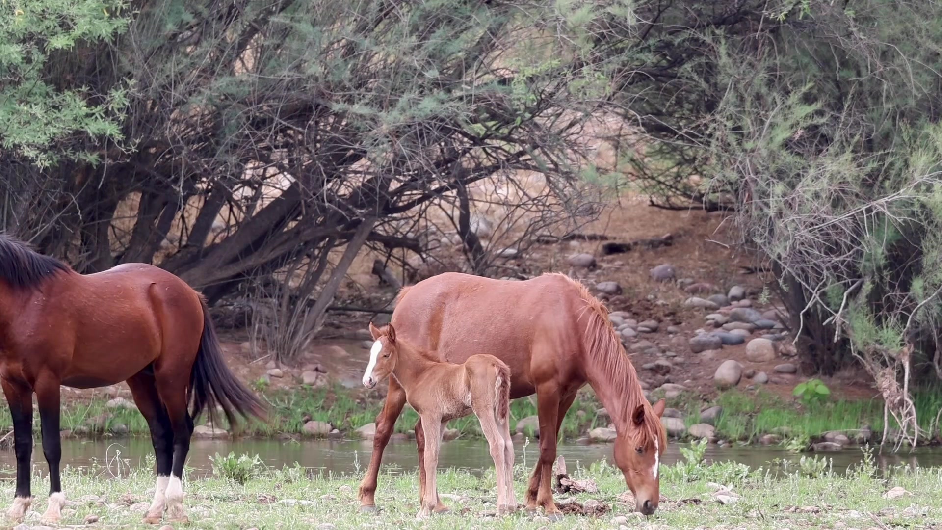 @ASMR Nature Love
