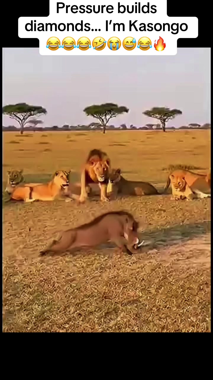 @Roi De la Jungle