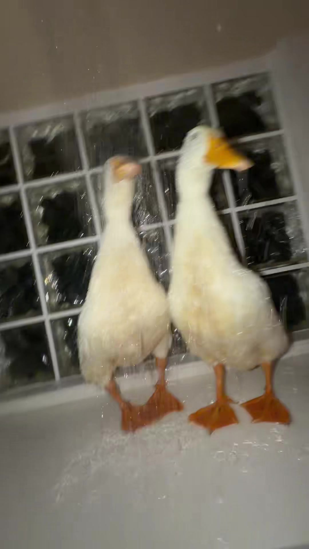 @quakduo