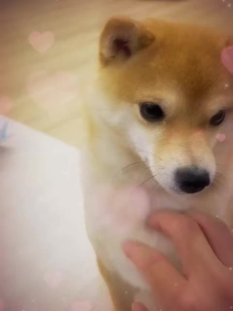 @papyrusarea19