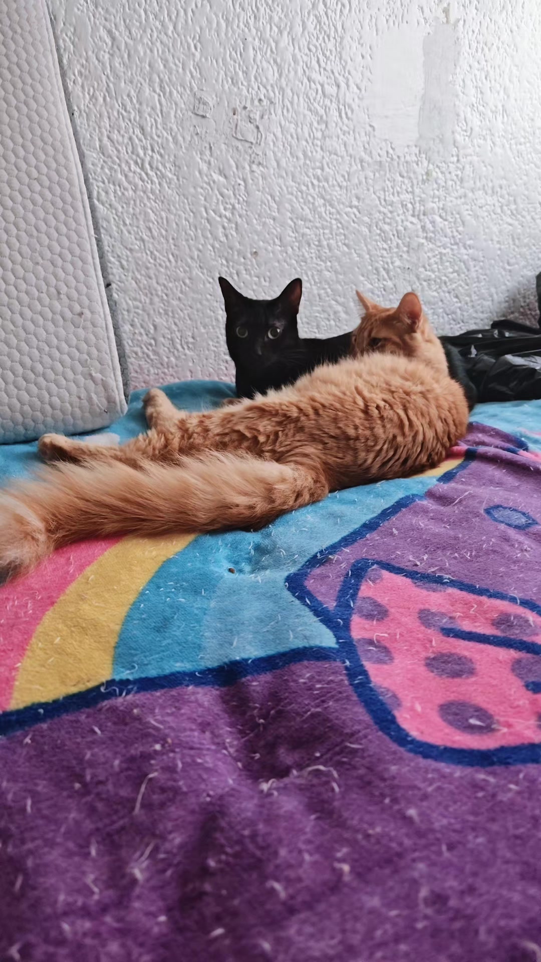 @LeztI 😻😺😽💕