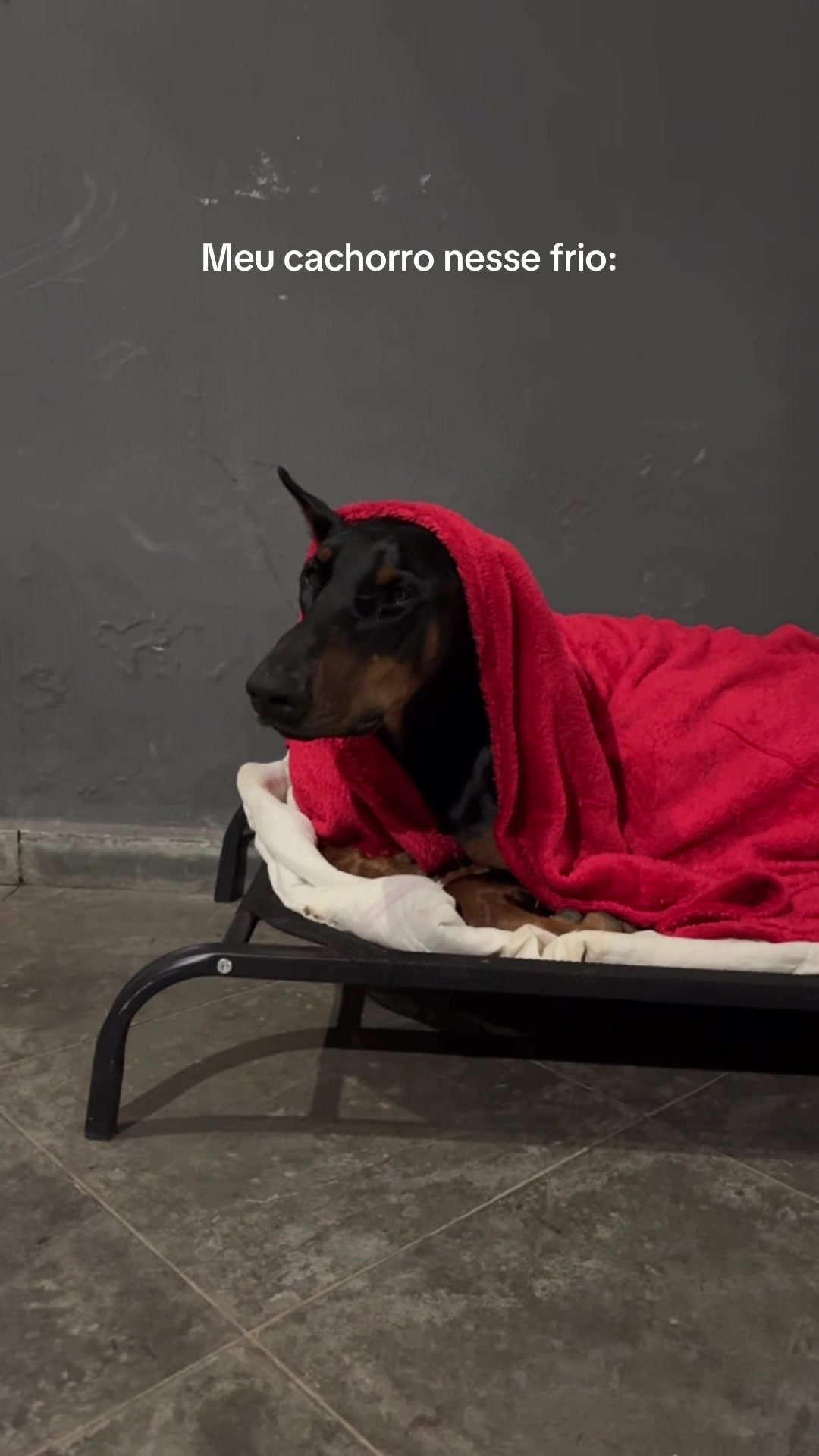 @Ravena e Venom, os Dobermans
