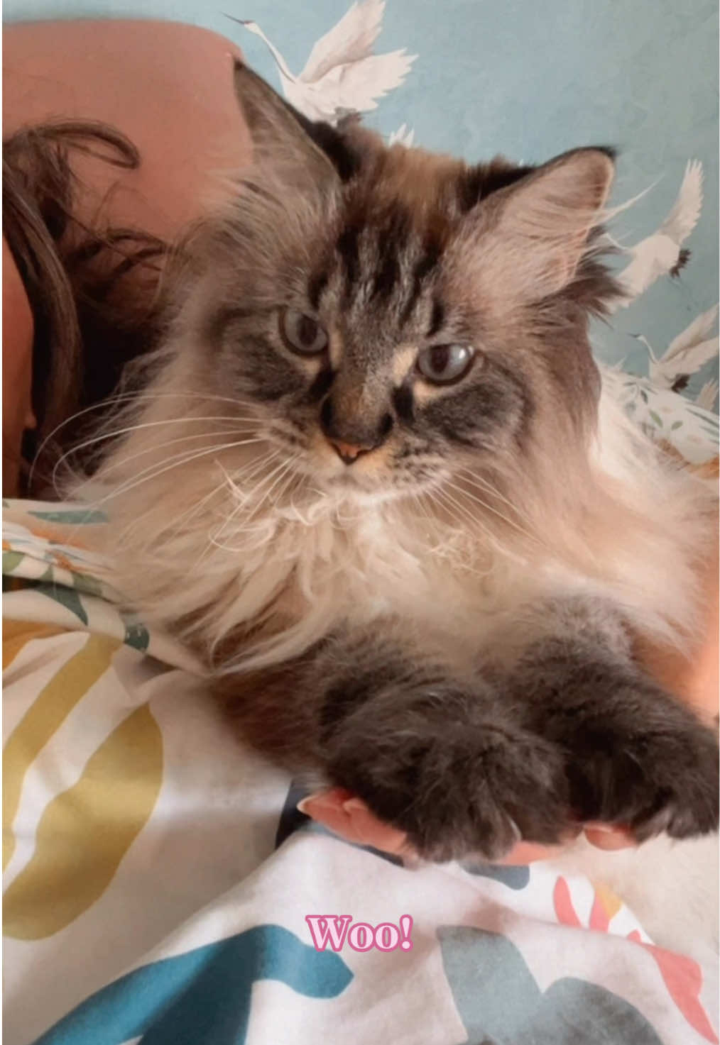 @My Cat Is People 🇨🇦