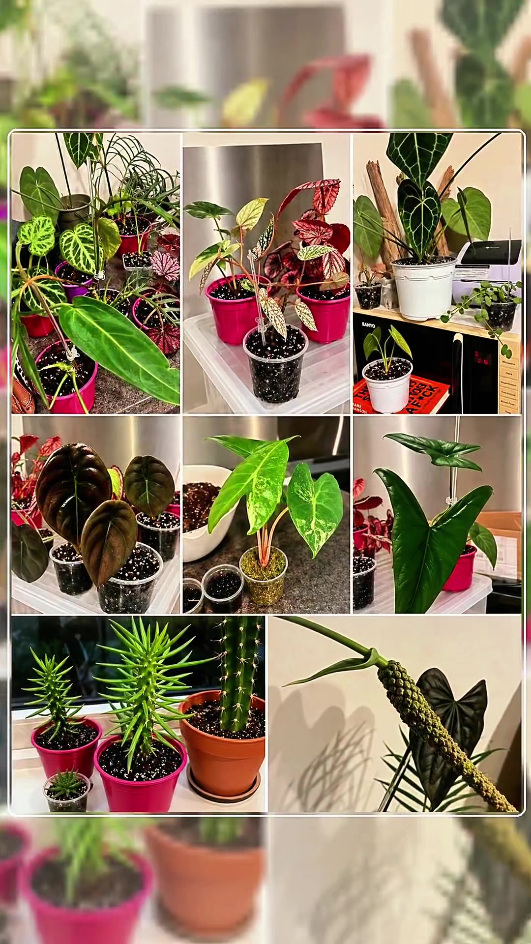 @About The Plant